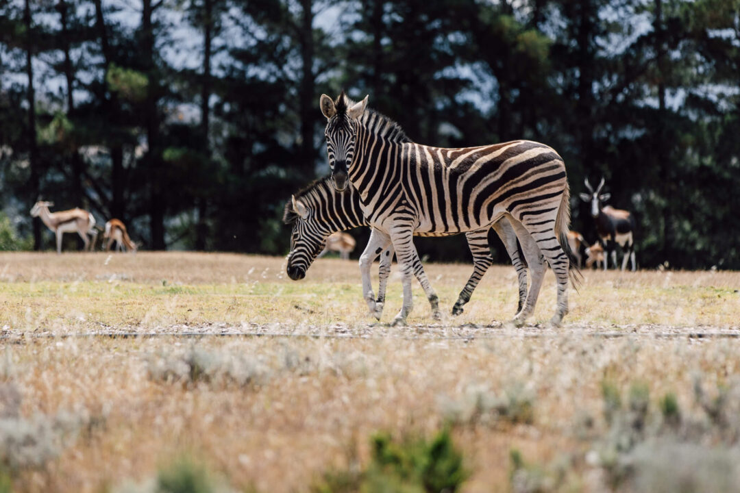 Copy of RTC 63 1.jpg